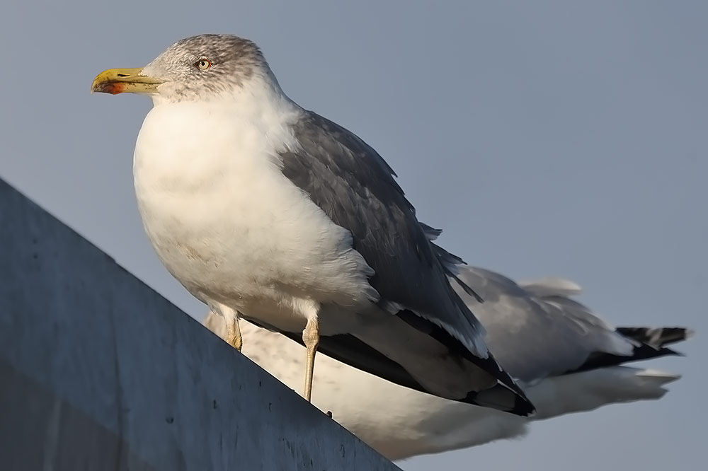 Azorean gull